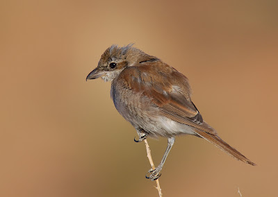 Cendet - Red-backed Shrike (Lanius collurio)Northern Cape South Africa